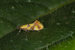 Epicallima icterinella