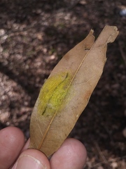 Gasteracantha cancriformis