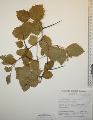Crataegus submollis