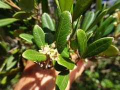 Lepidocupania squamosa