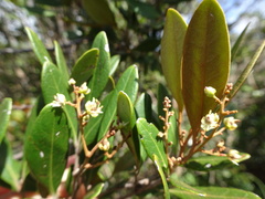 Lepidocupania squamosa