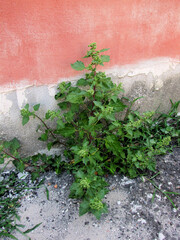 Chenopodiastrum murale