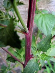 Chenopodiastrum murale