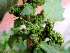 Chenopodiastrum murale