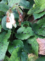 Symphytum grandiflorum