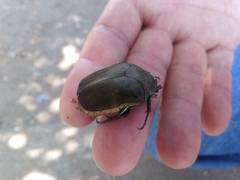 Cotinis mutabilis