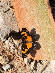 Lepidoptera