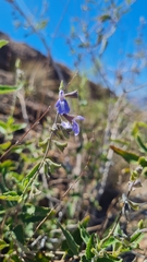 Salvia cuspidata