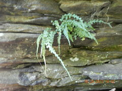 Asplenium pinnatifidum