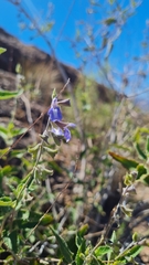 Salvia cuspidata
