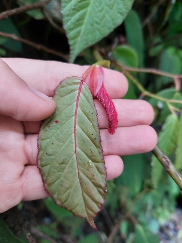 Begonia dugandiana (Begonia dugandiana)