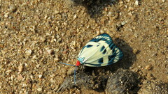 Erasmia pulchella