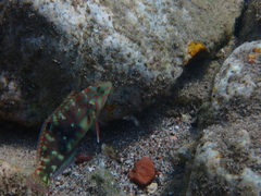 Halichoeres nebulosus