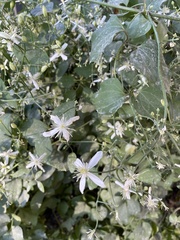 Clematis terniflora