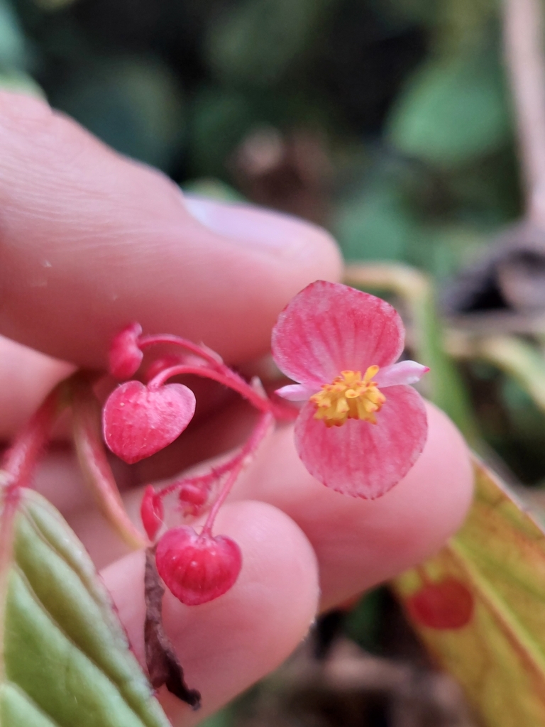 Begonia dugandiana