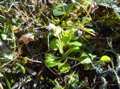 Bellis annua