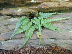 Asplenium pinnatifidum