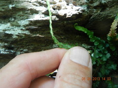 Asplenium pinnatifidum