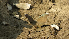 Dophla evelina