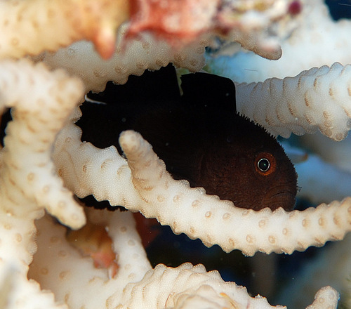 Blackbody coral goby (Paragobiodon melanosomus) — Gobiidae