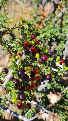 Condalia microphylla
