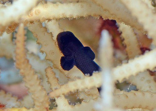 Blackbody coral goby (Paragobiodon melanosomus) — Gobiidae — 3