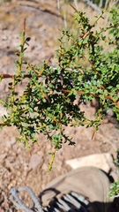 Condalia microphylla