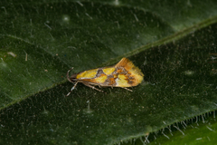 Epicallima icterinella