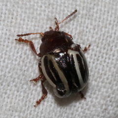 Doryphorina