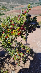 Condalia microphylla