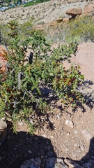 Condalia microphylla