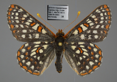 Euphydryas anicia bernadetta