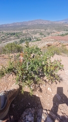 Condalia microphylla