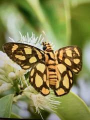 Odina hieroglyphica