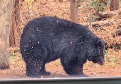 Ursus thibetanus