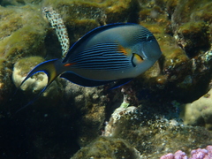 Acanthurus sohal