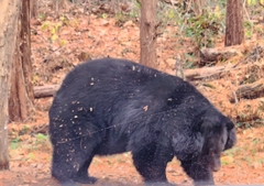 Ursus thibetanus