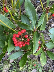 Skimmia