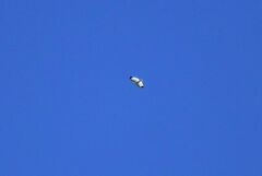 Pseudastur albicollis