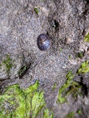 Siphonaria naufragum