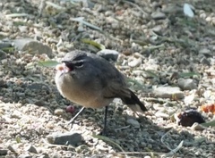 Cercotrichas coryphoeus