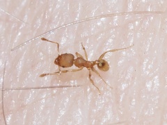 Pheidole bilimeki