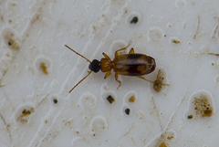 Philorhizus sigma