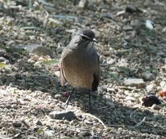 Cercotrichas coryphoeus