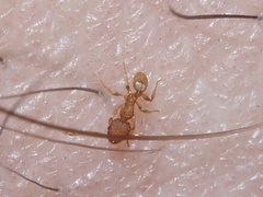 Pheidole bilimeki