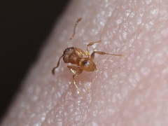 Pheidole bilimeki