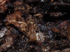 Pheidole bilimeki