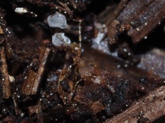 Pheidole bilimeki