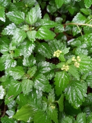 Nanocnide japonica