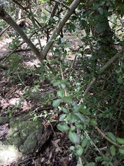 Hyperacanthus amoenus